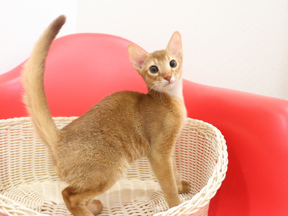 アビシニアンの子猫画像