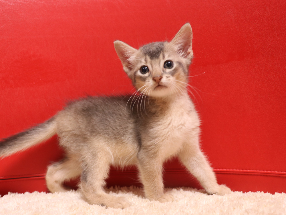 アビシニアンの子猫画像