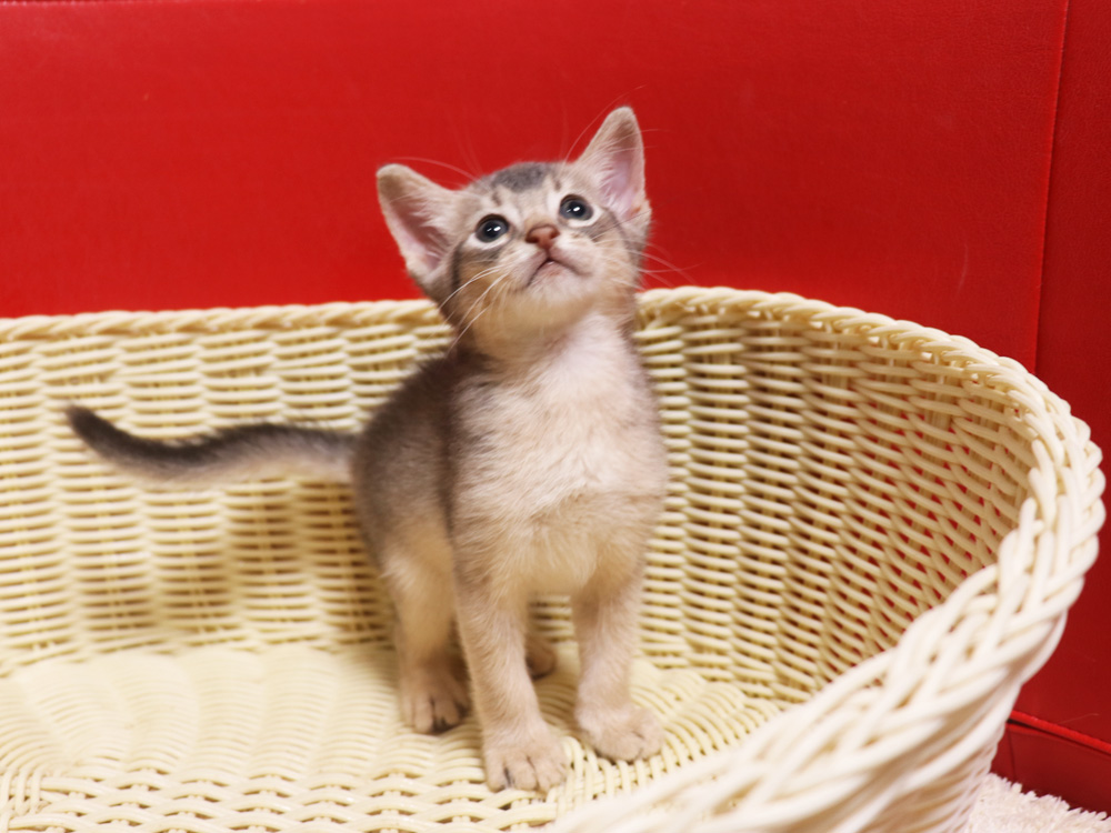 アビシニアンの子猫画像