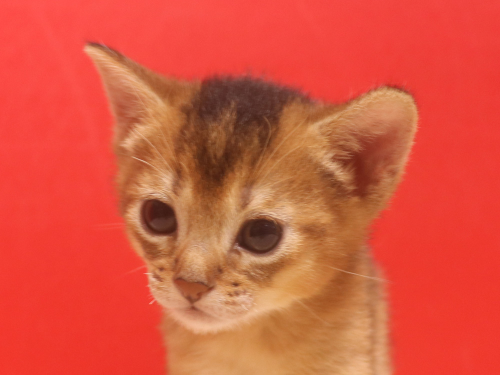 アビシニアンの子猫画像