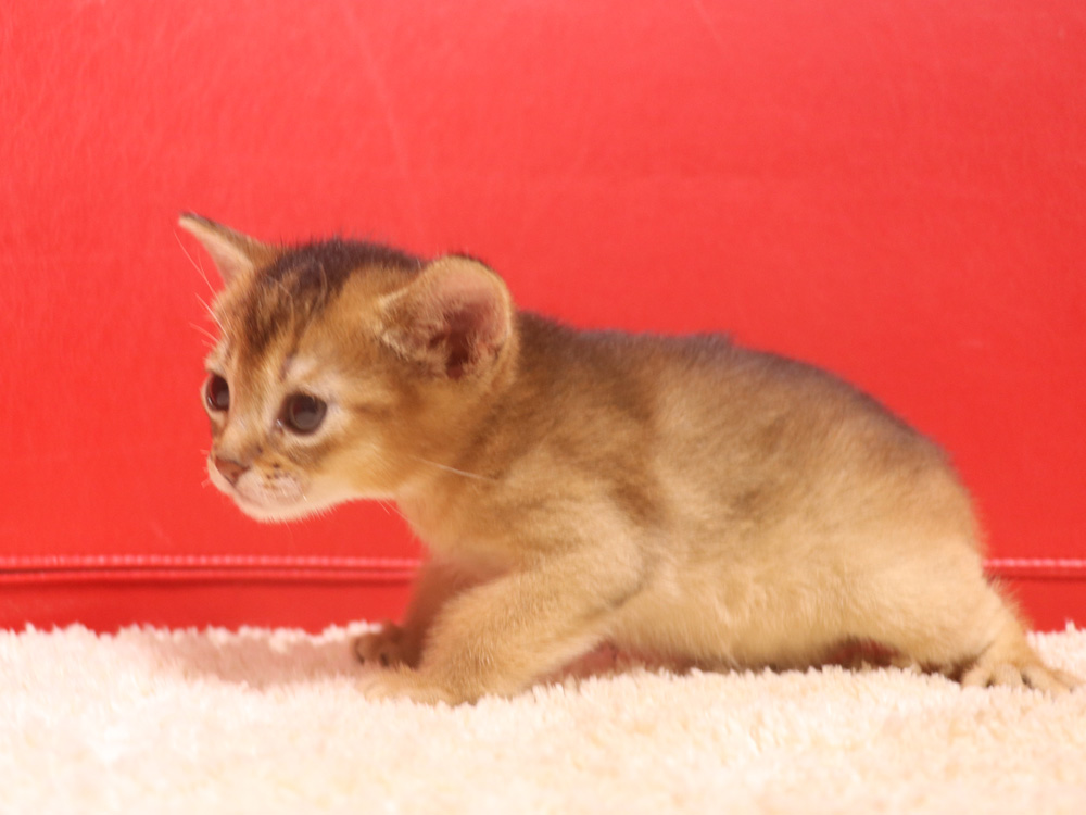 アビシニアンの子猫画像
