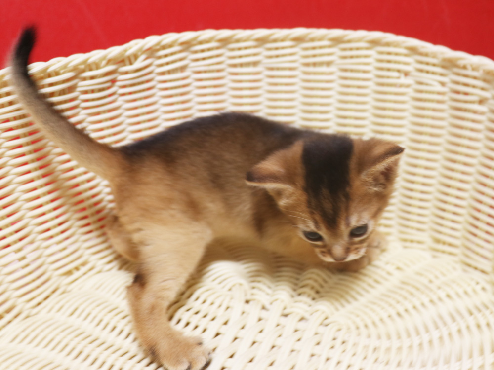 アビシニアンの子猫画像