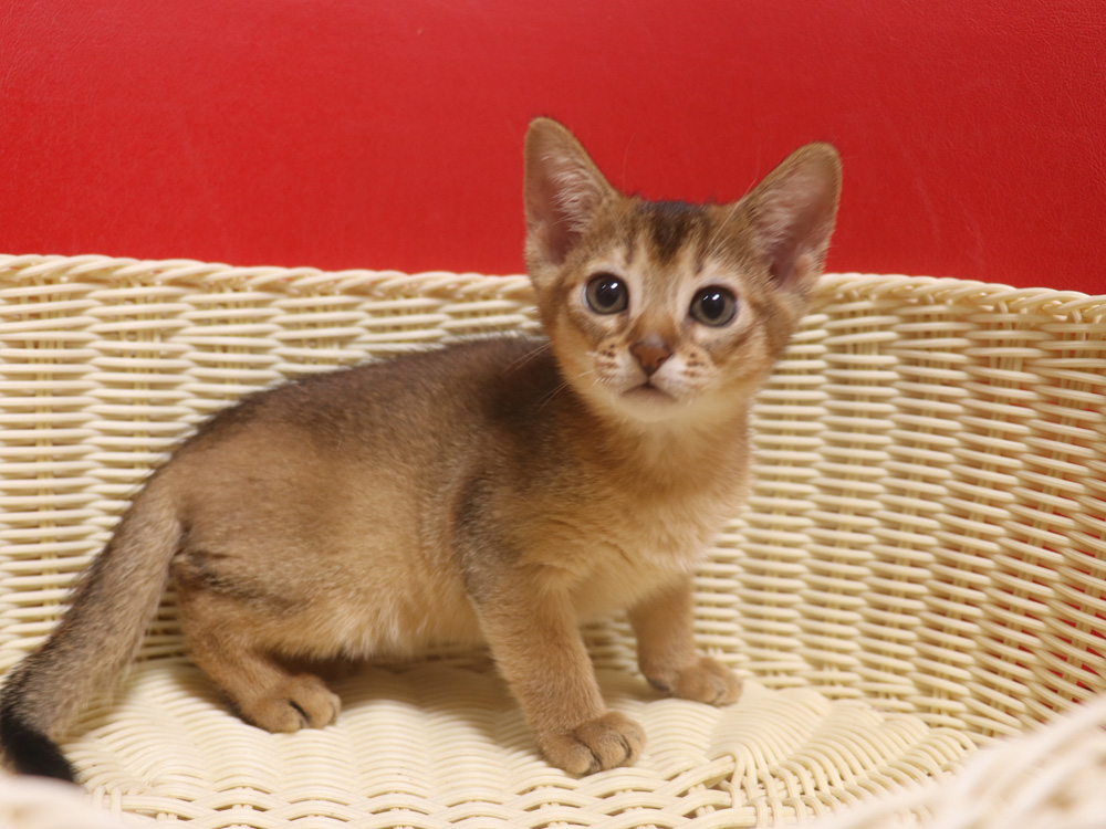 アビシニアンの子猫画像