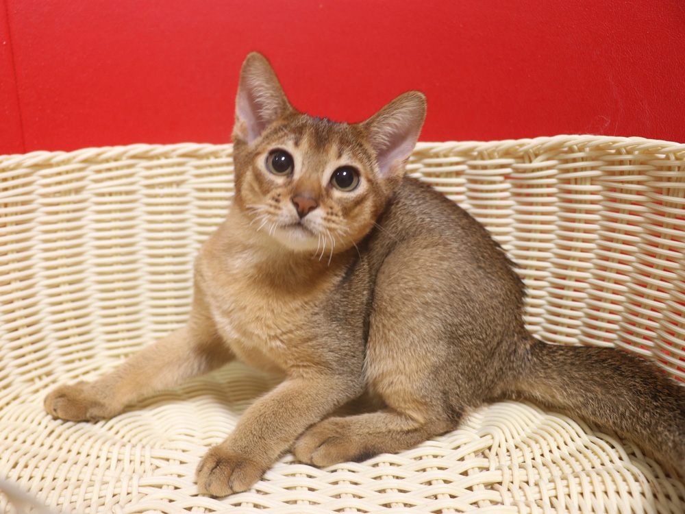 アビシニアンの子猫画像