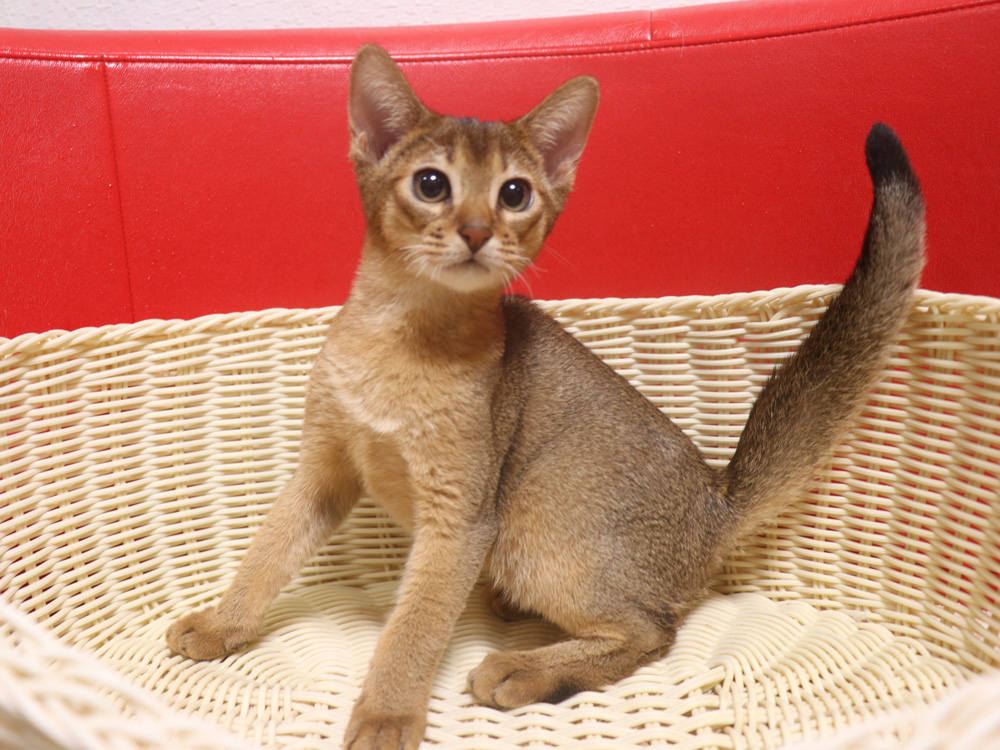 アビシニアンの子猫画像