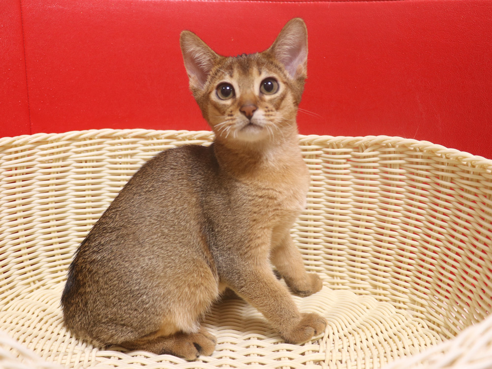 アビシニアンの子猫画像