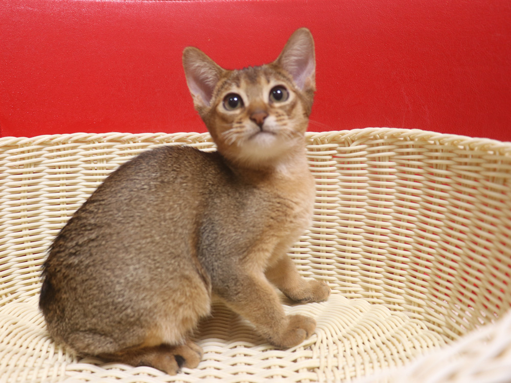 アビシニアンの子猫画像