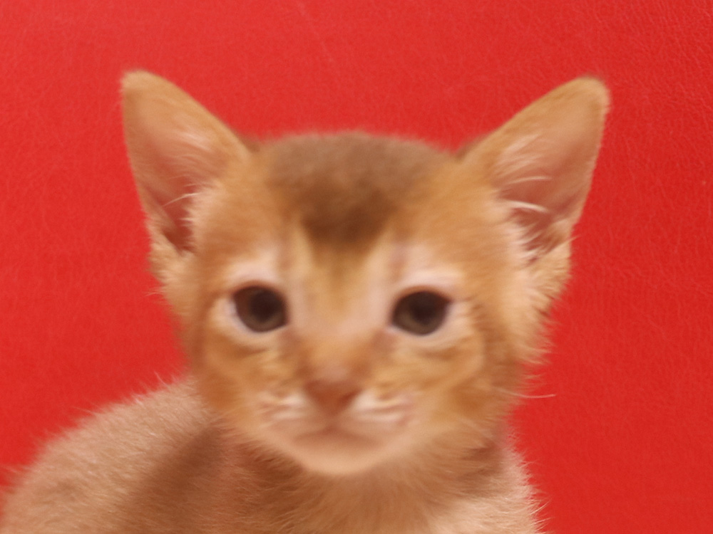 アビシニアンの子猫画像