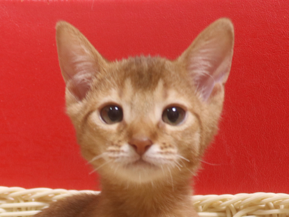 アビシニアンの子猫画像