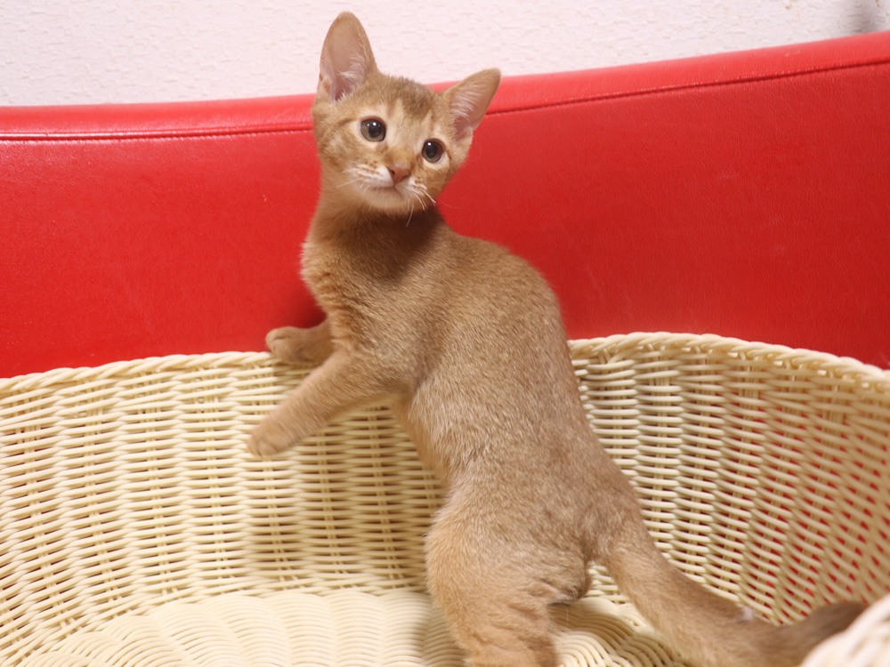 アビシニアンの子猫画像