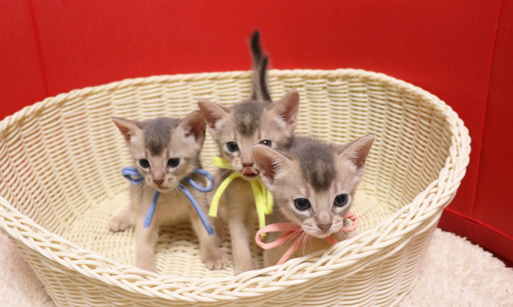 アビシニアンの子猫画像