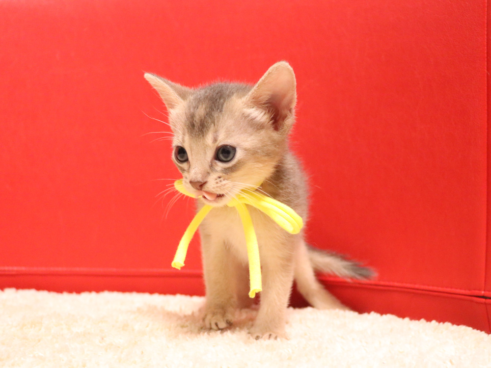 アビシニアンの子猫画像