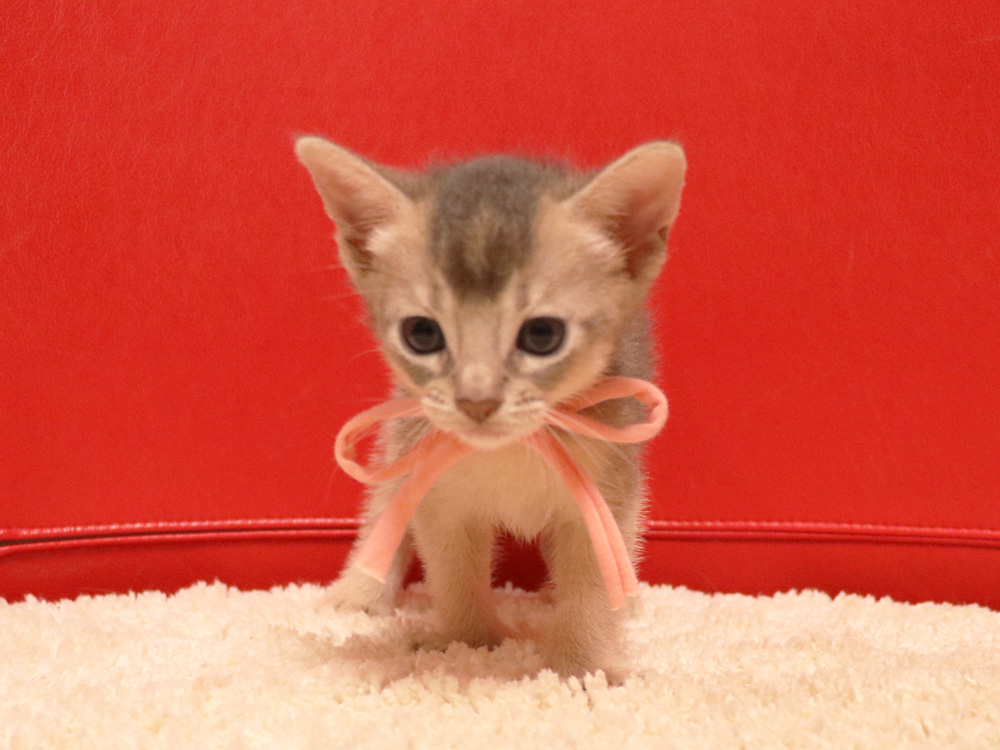 アビシニアンの子猫画像