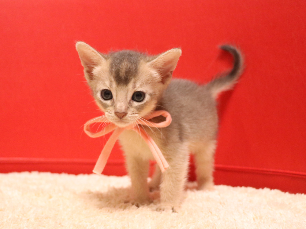 アビシニアンの子猫画像