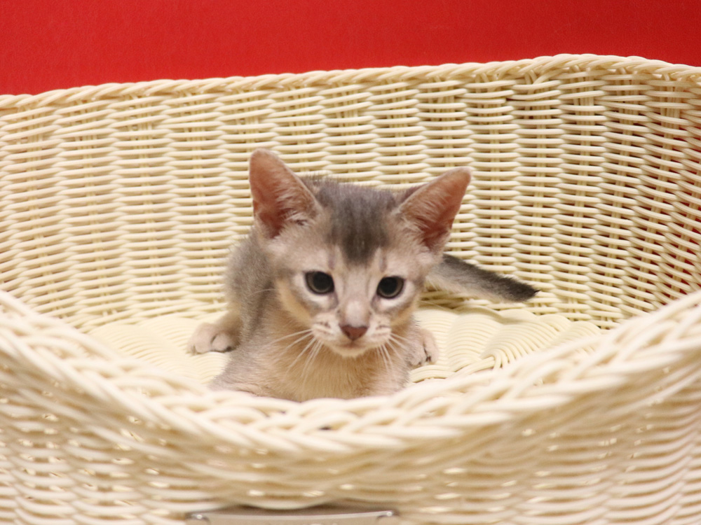 アビシニアンの子猫画像