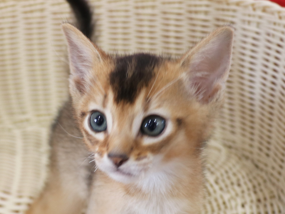 アビシニアンの子猫画像