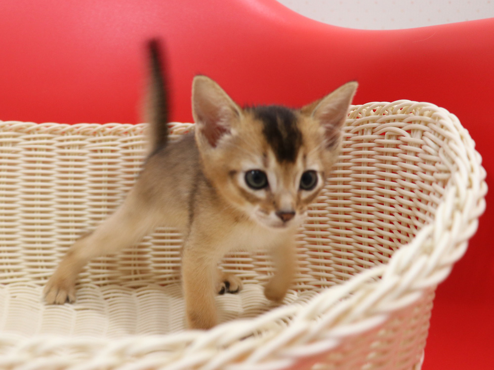 アビシニアンの子猫画像