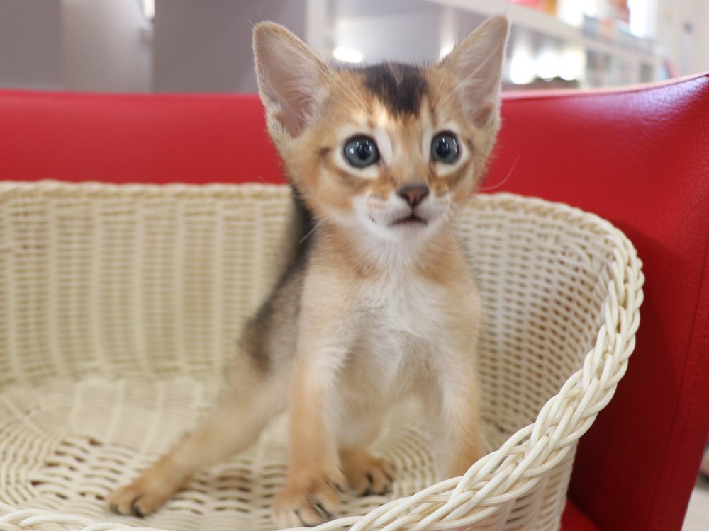 アビシニアンの子猫画像