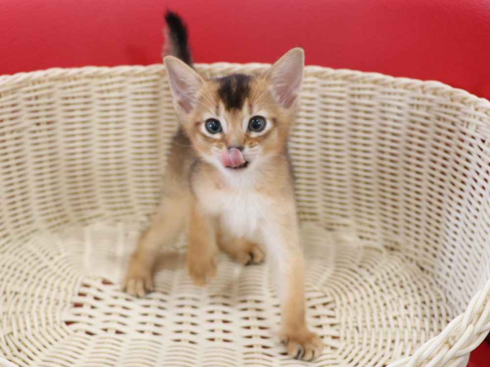 アビシニアンの子猫画像
