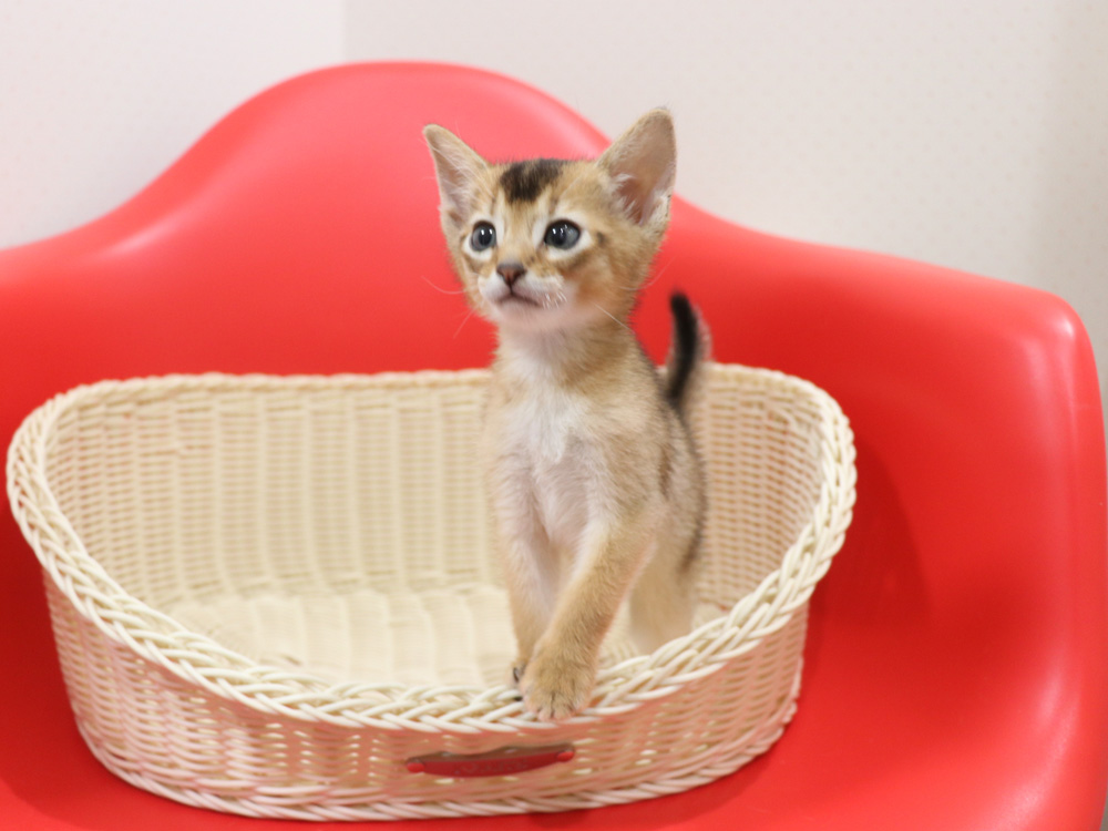アビシニアンの子猫画像