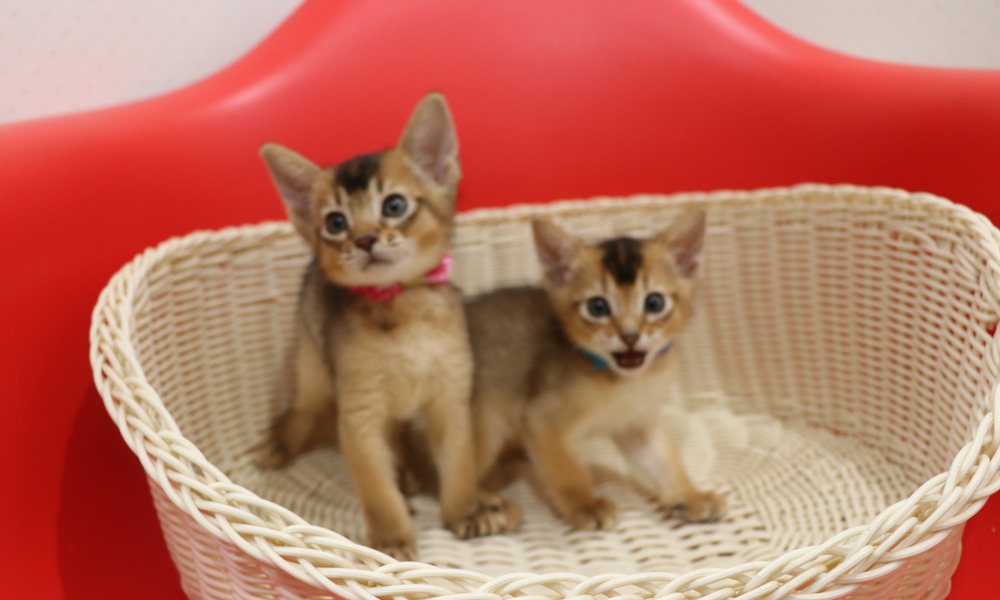 アビシニアンの子猫画像