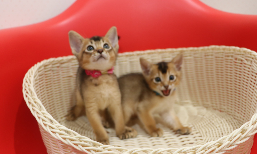 アビシニアンの子猫画像