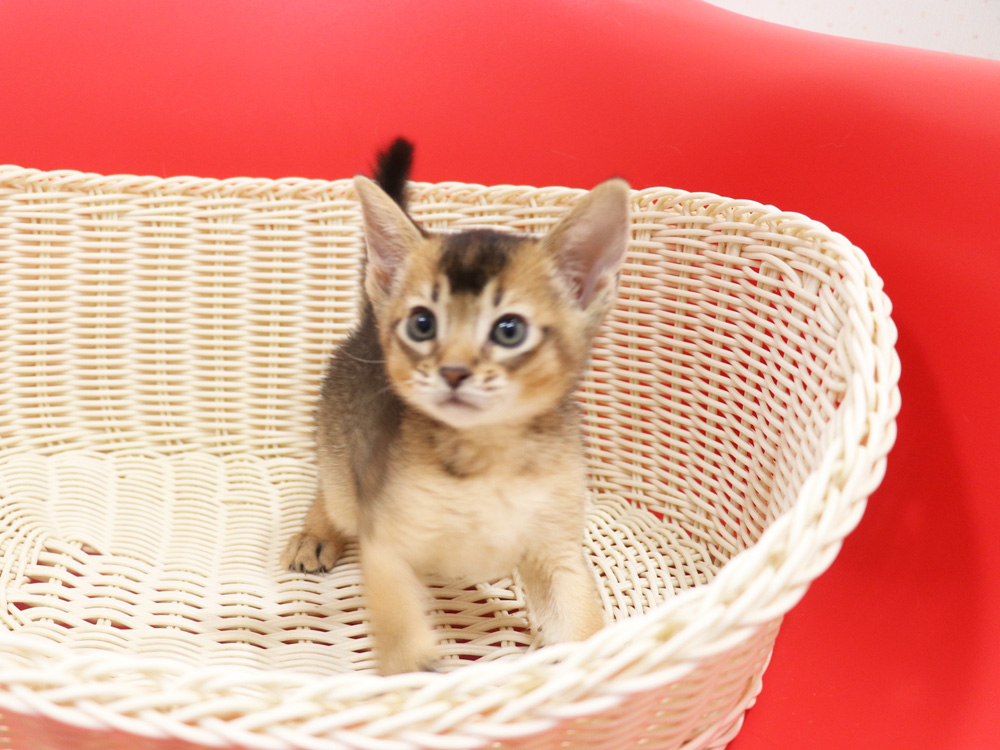 アビシニアンの子猫画像