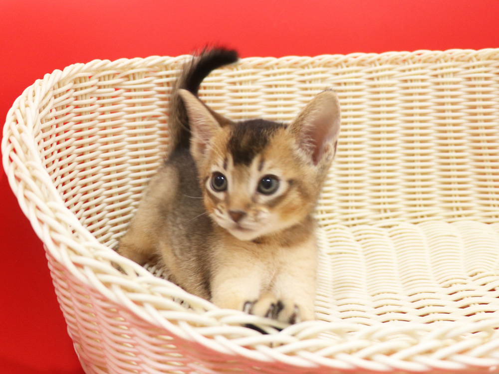 アビシニアンの子猫画像
