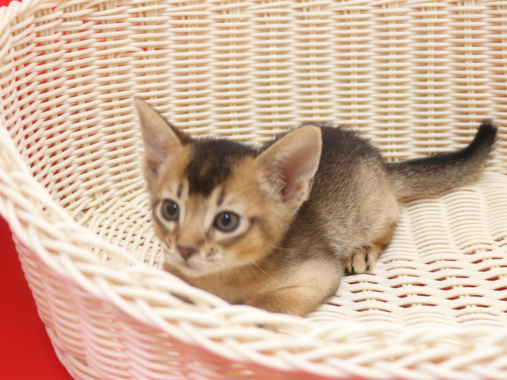 アビシニアンの子猫画像