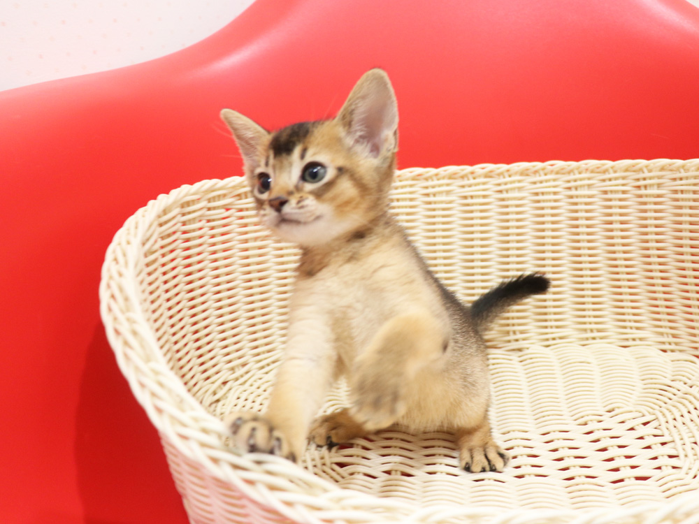 アビシニアンの子猫画像