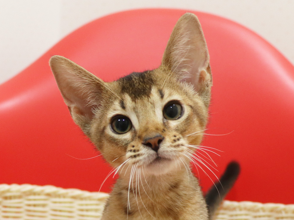 アビシニアンの子猫画像