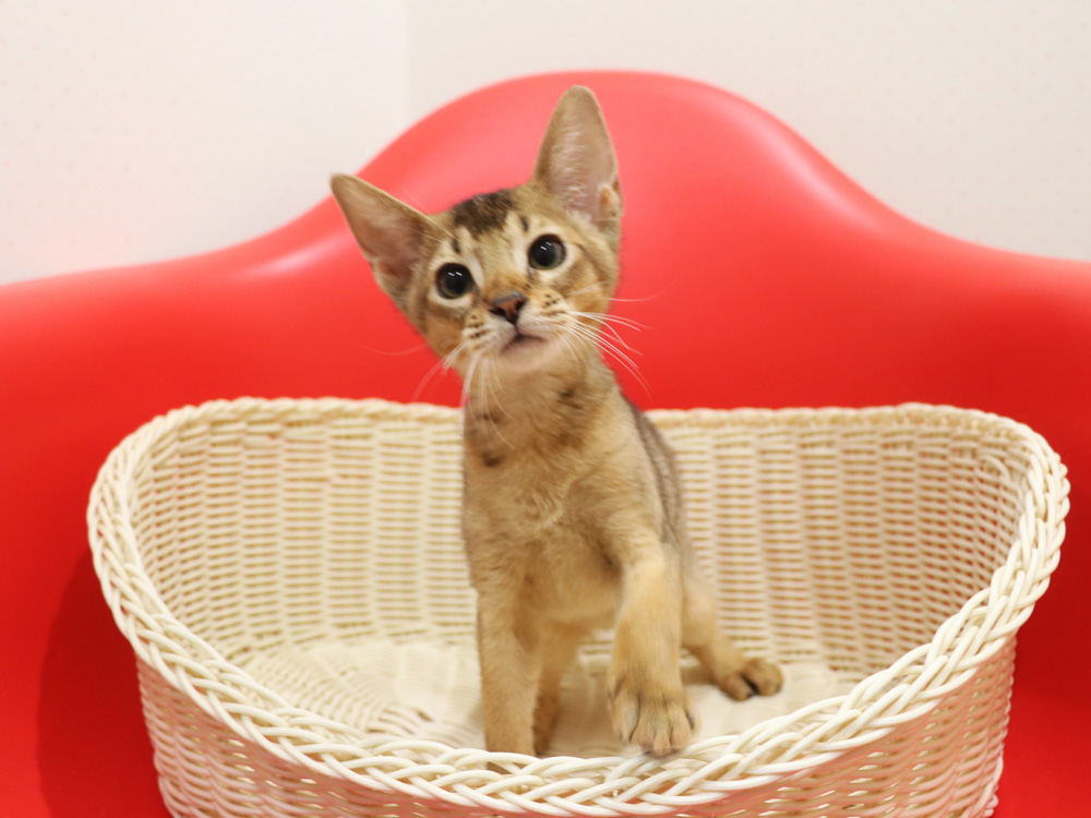 アビシニアンの子猫画像