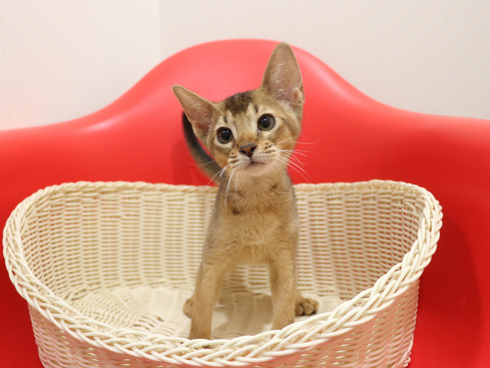 アビシニアンの子猫画像