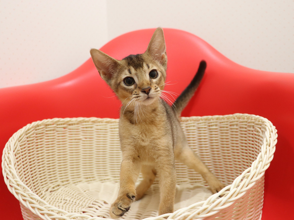 アビシニアンの子猫画像