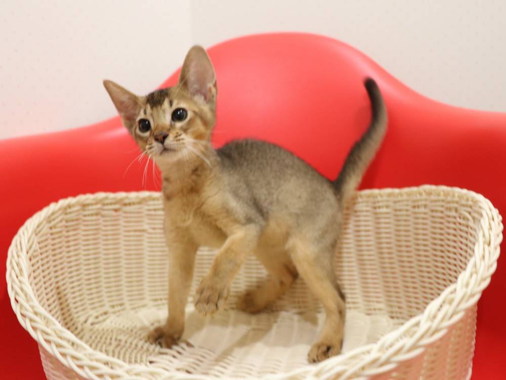 アビシニアンの子猫画像
