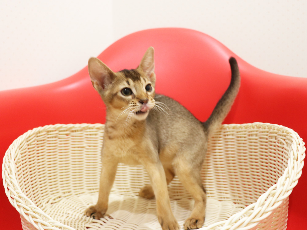 アビシニアンの子猫画像