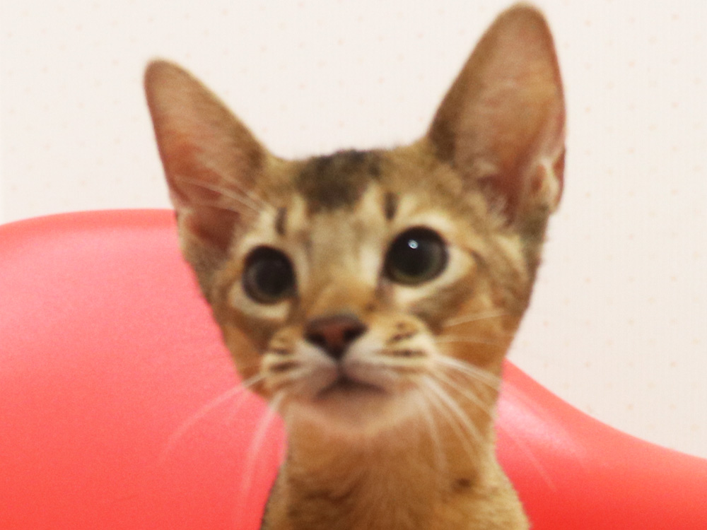 アビシニアンの子猫画像