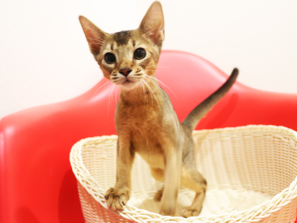 アビシニアンの子猫画像