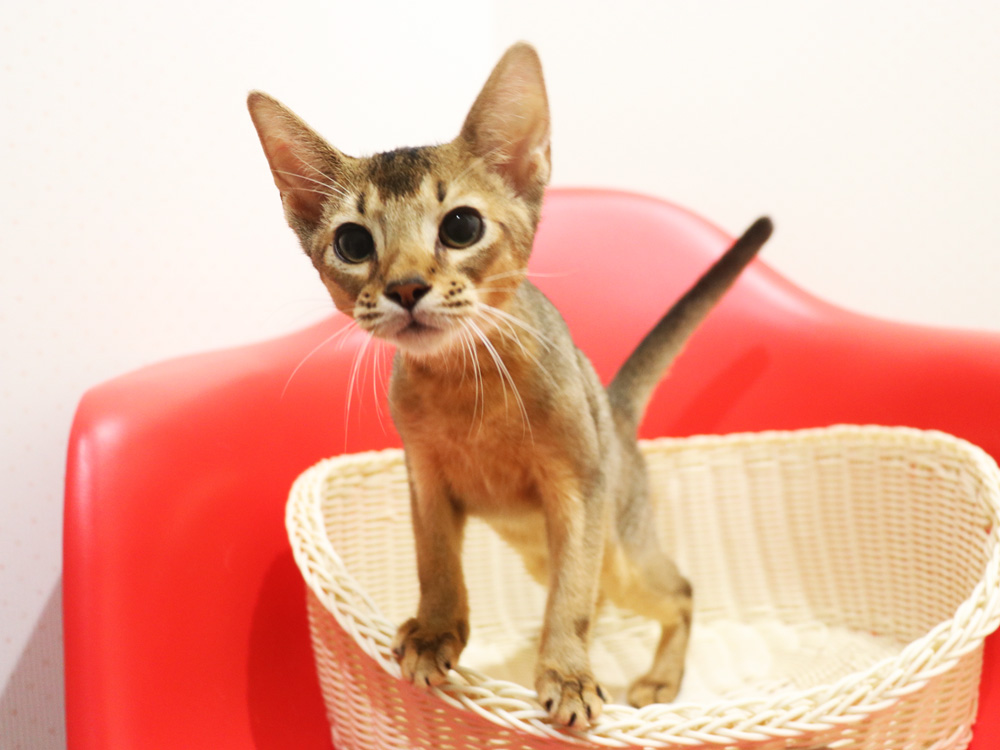 アビシニアンの子猫画像