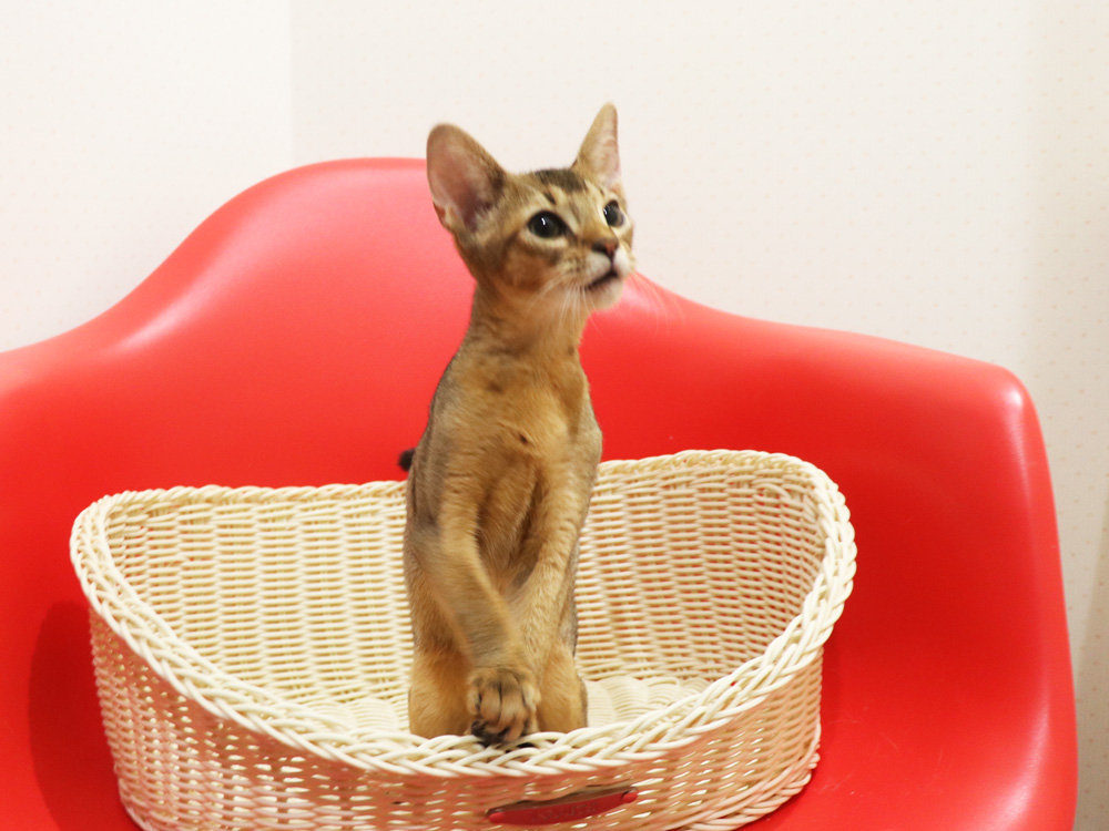 アビシニアンの子猫画像