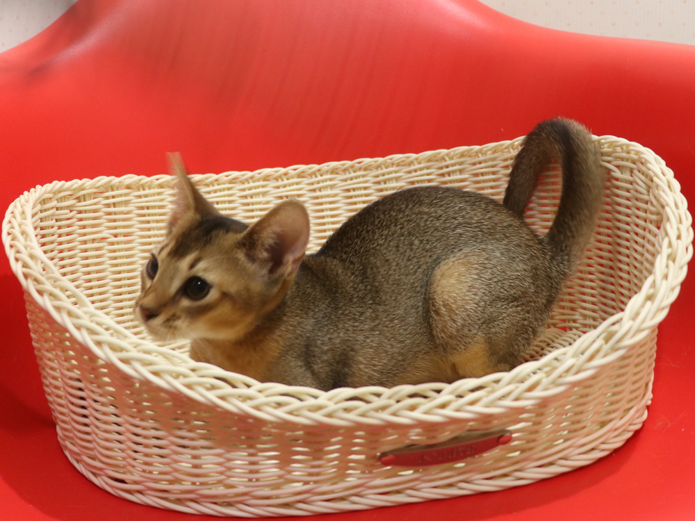 アビシニアンの子猫画像