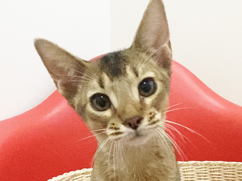 アビシニアンの子猫画像
