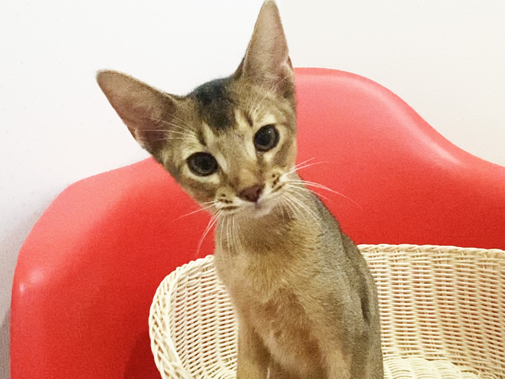 アビシニアンの子猫画像