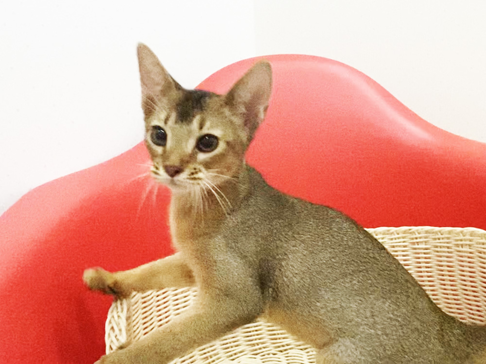 アビシニアンの子猫画像