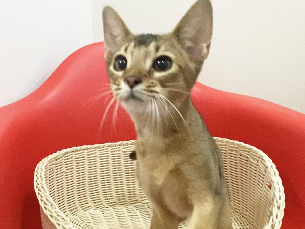 アビシニアンの子猫画像