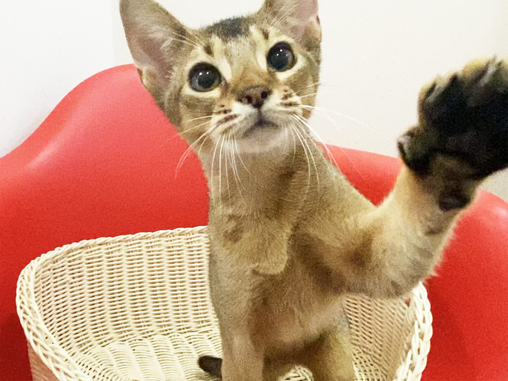 アビシニアンの子猫画像