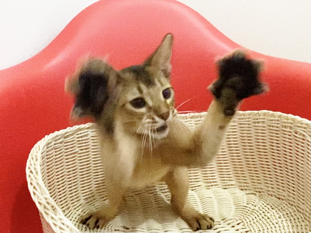 アビシニアンの子猫画像