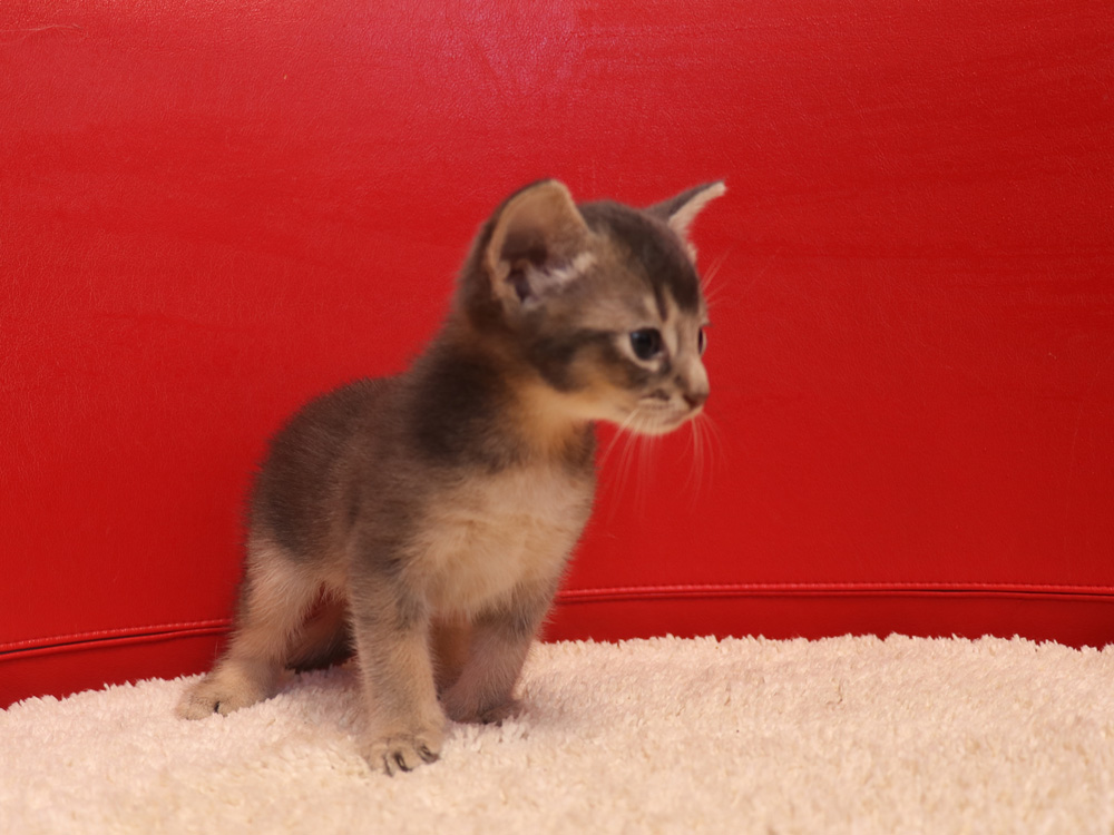 アビシニアンの子猫画像