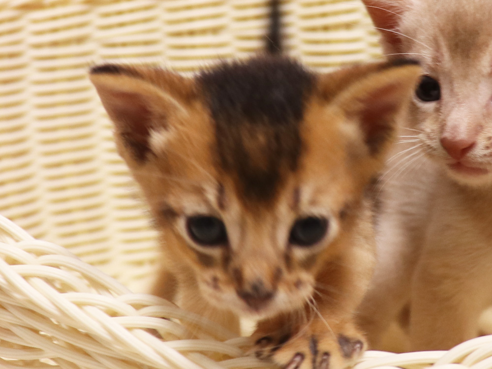 アビシニアンの子猫画像