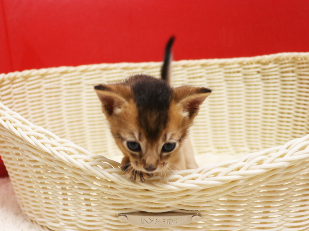 アビシニアンの子猫画像